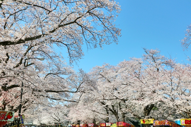 群馬大泉町 城之内公園の桜まつり開花状況と延期や中止情報 気になるコトを調べ隊